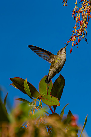 hummingbird 2