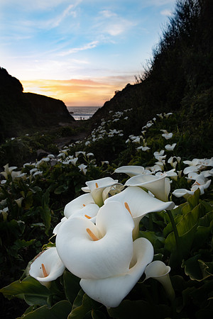 calla lily valley
