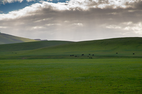 rolling hills of green