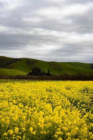 Mustard