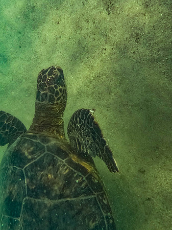 turtle-1