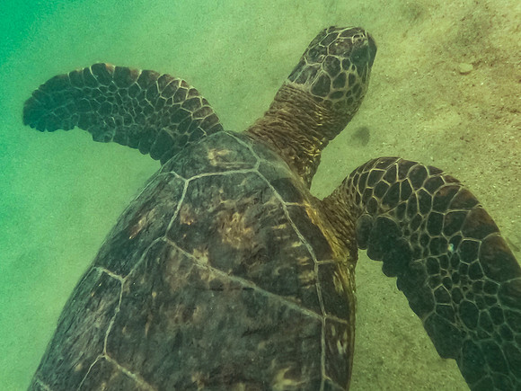 turtle-2
