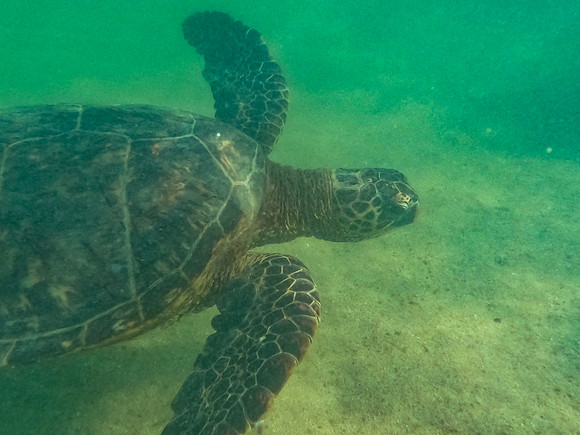 turtle-3