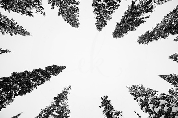 Winter Wonderland 1