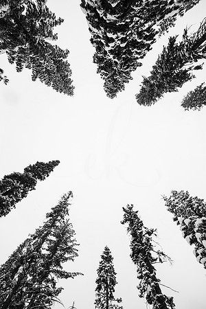 Winter Wonderland 2