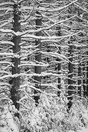 Snowy Trees