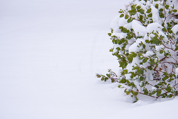 Winter Peace
