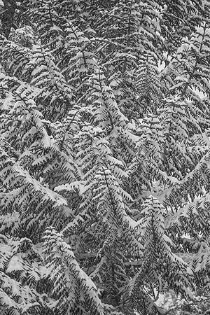 Snow