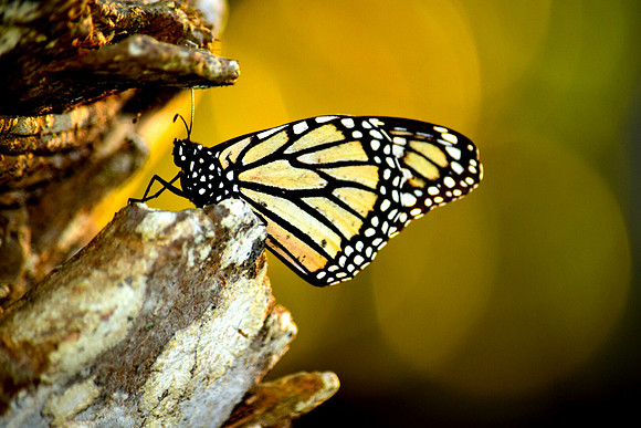 Monterey Monarch