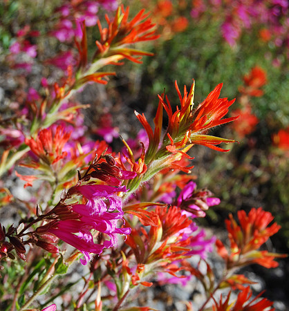 Paintbrush and Mountain Pride