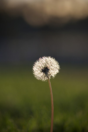 Make a Wish
