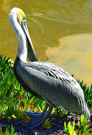 Pacific Coast Pelican