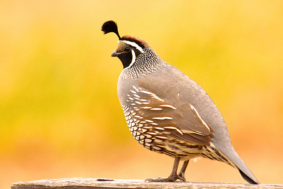 California Icon-Quail