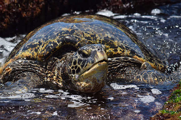 Sea Turtle in the Sunshine