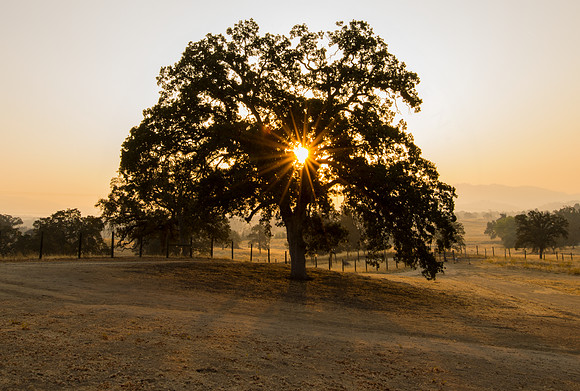Smokey Morning