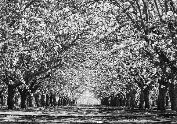 The Orchard