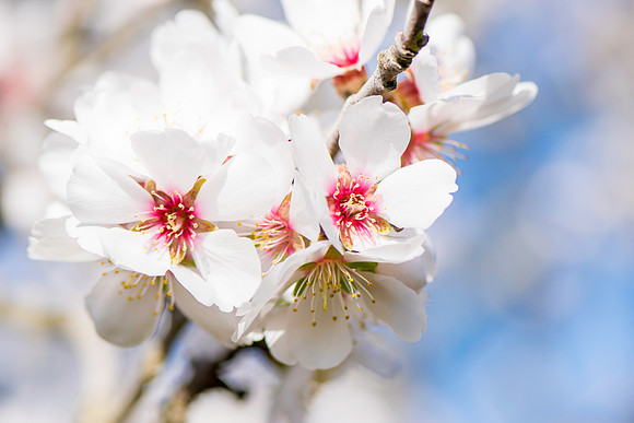 Almond Blossom bunch