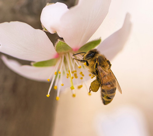 Almond Blossom Bee