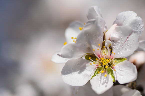 Almond Blossom Droplets