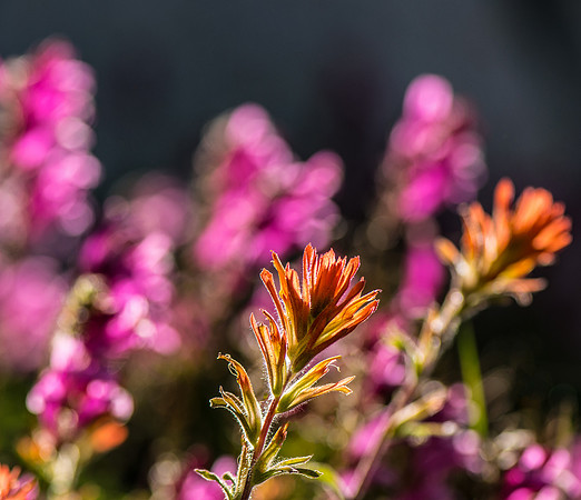 Backlit Wildflowers