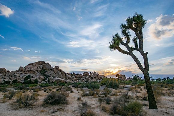 Joshua Tree Sunset