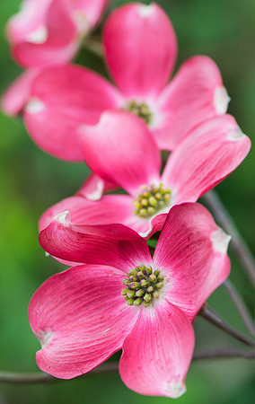 Pink Dogwood