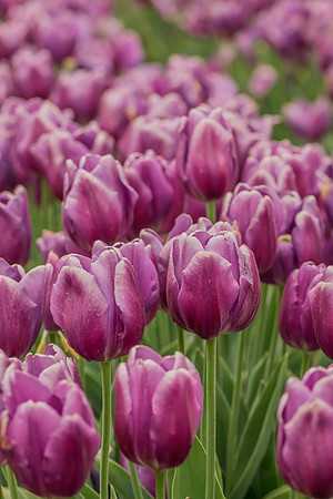 Purple Rain- Tulips
