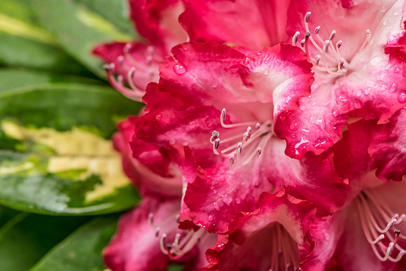Rhododendron