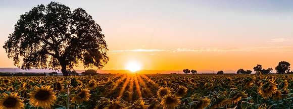 Sunflower Field