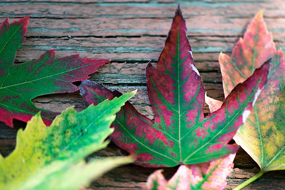 Fall Leaves