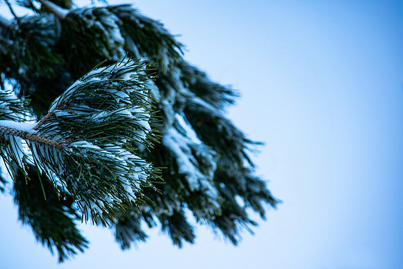 Oh Christmas Tree