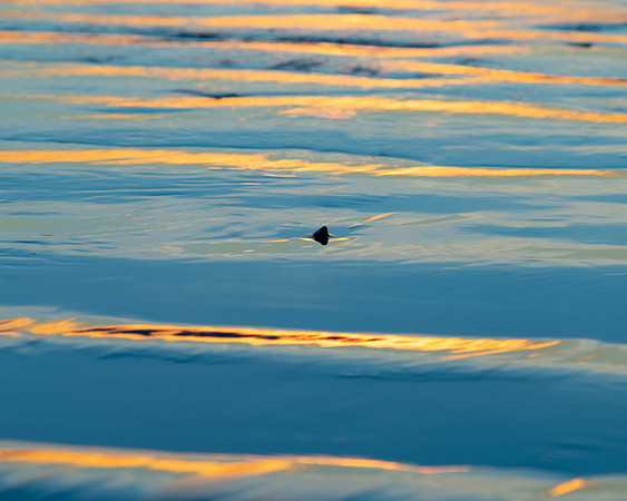Shark in the Water or Pebble on the Beach- Morro Bay