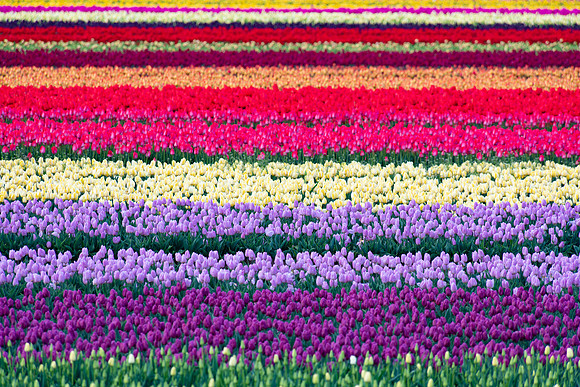 Tulip Rainbow