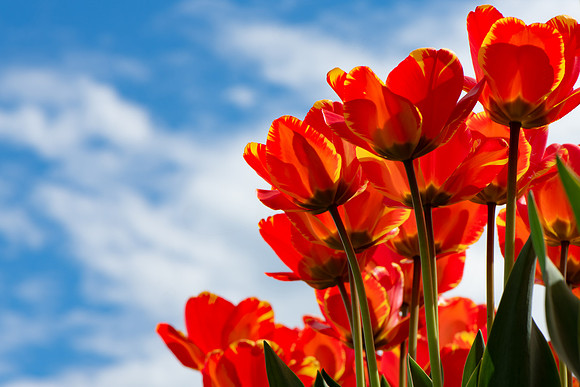 Looking Up- Tulips