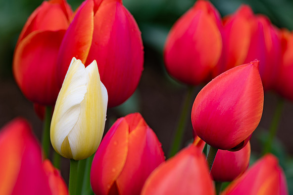 Stand Alone-Tulips