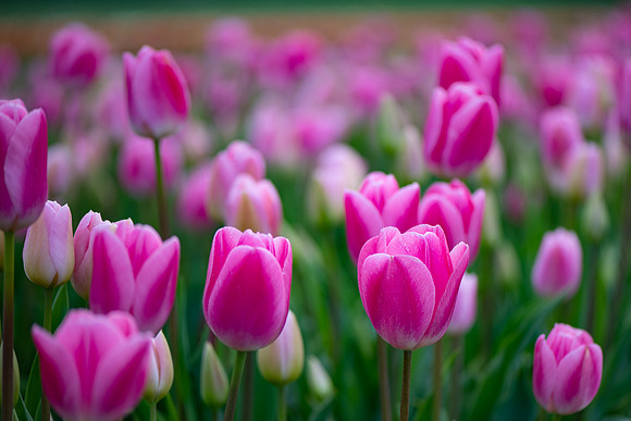 Easter Tulips