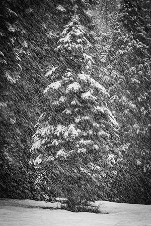 Snowy pine