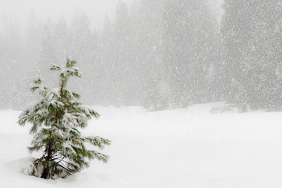 Charlie Brown Tree