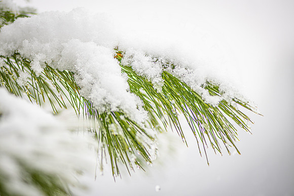 pine needles in snow