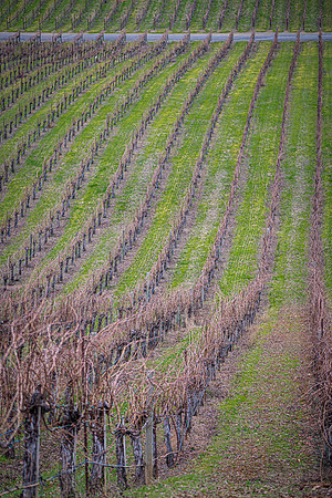 Vinyard4
