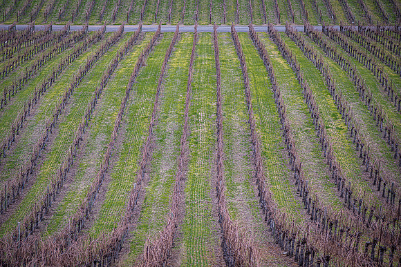 Vineyard Tunnel