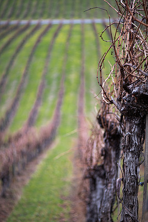 Vinyard2