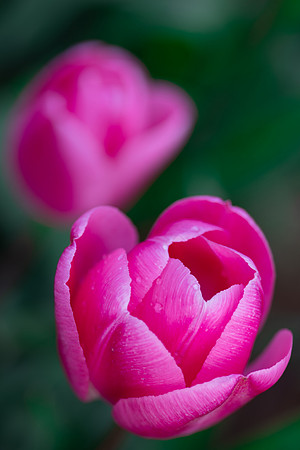 Pink Tulips