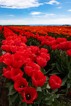 Red Tulips