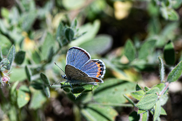 Blue Butterfly