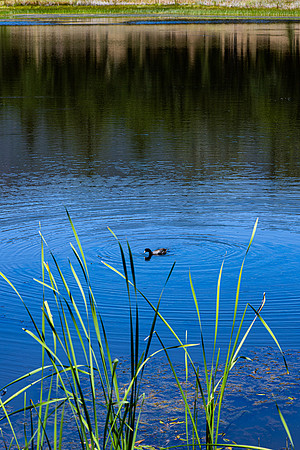 Reflections, and Ripple Effects.