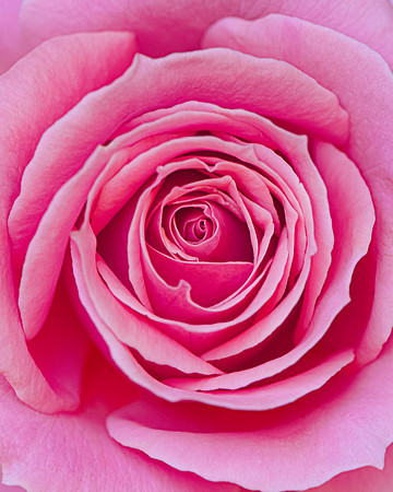 Pink Rose