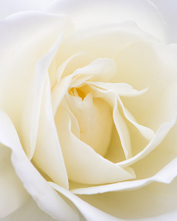 White Rose