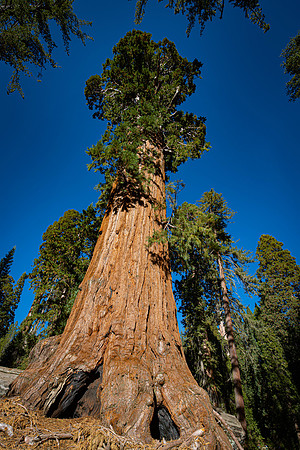 Giant Sequoia
