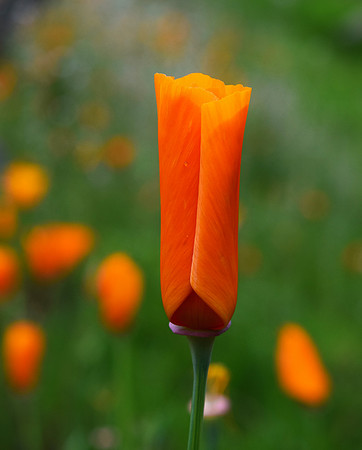 Morning Dew- Poppy